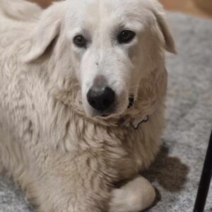 Pet Bites- Dog Bites - Image 13