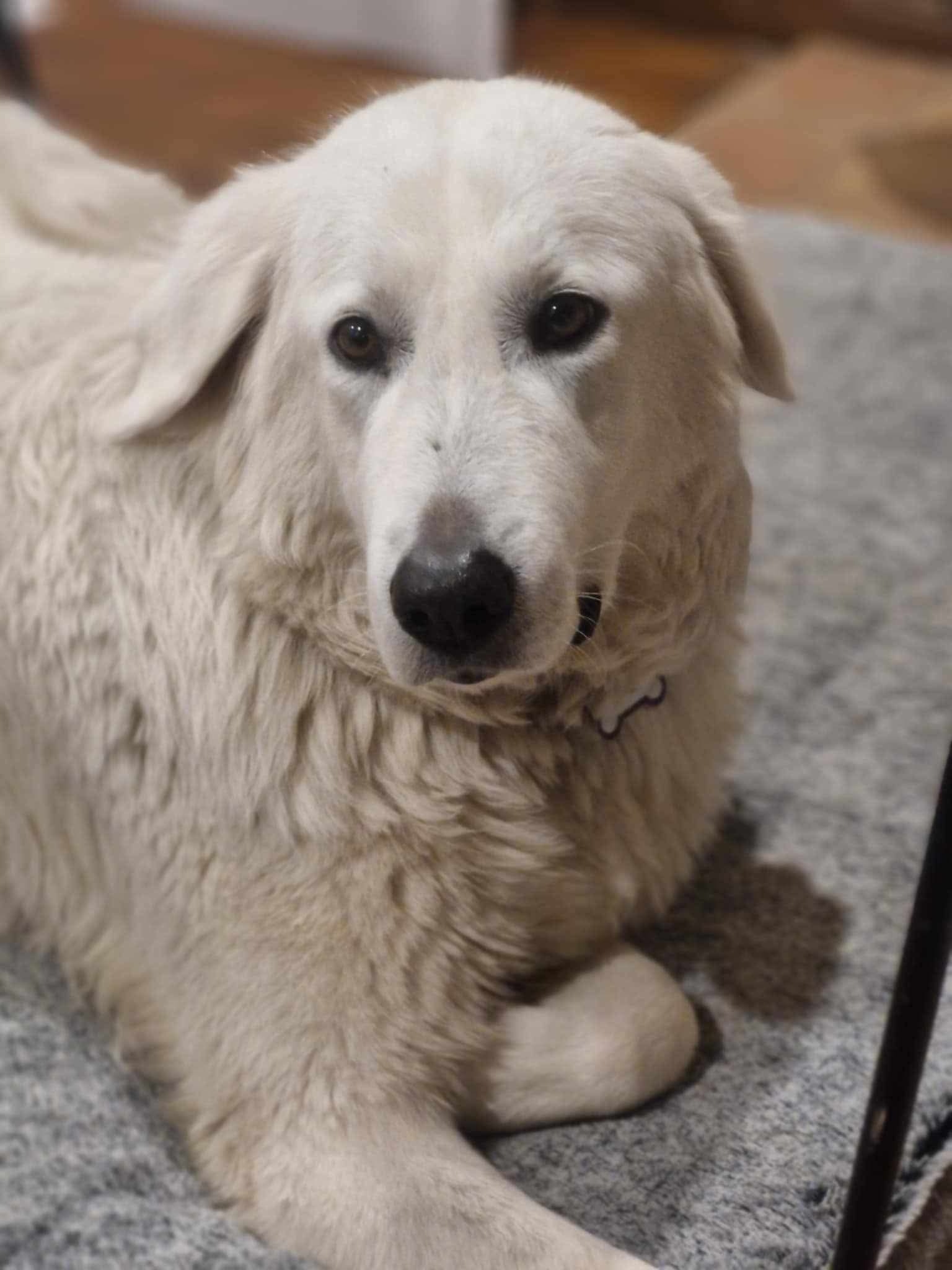 Pet Bites- Dog Bites - Image 13
