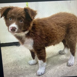 Pet Bites- Dog Bites - Image 11