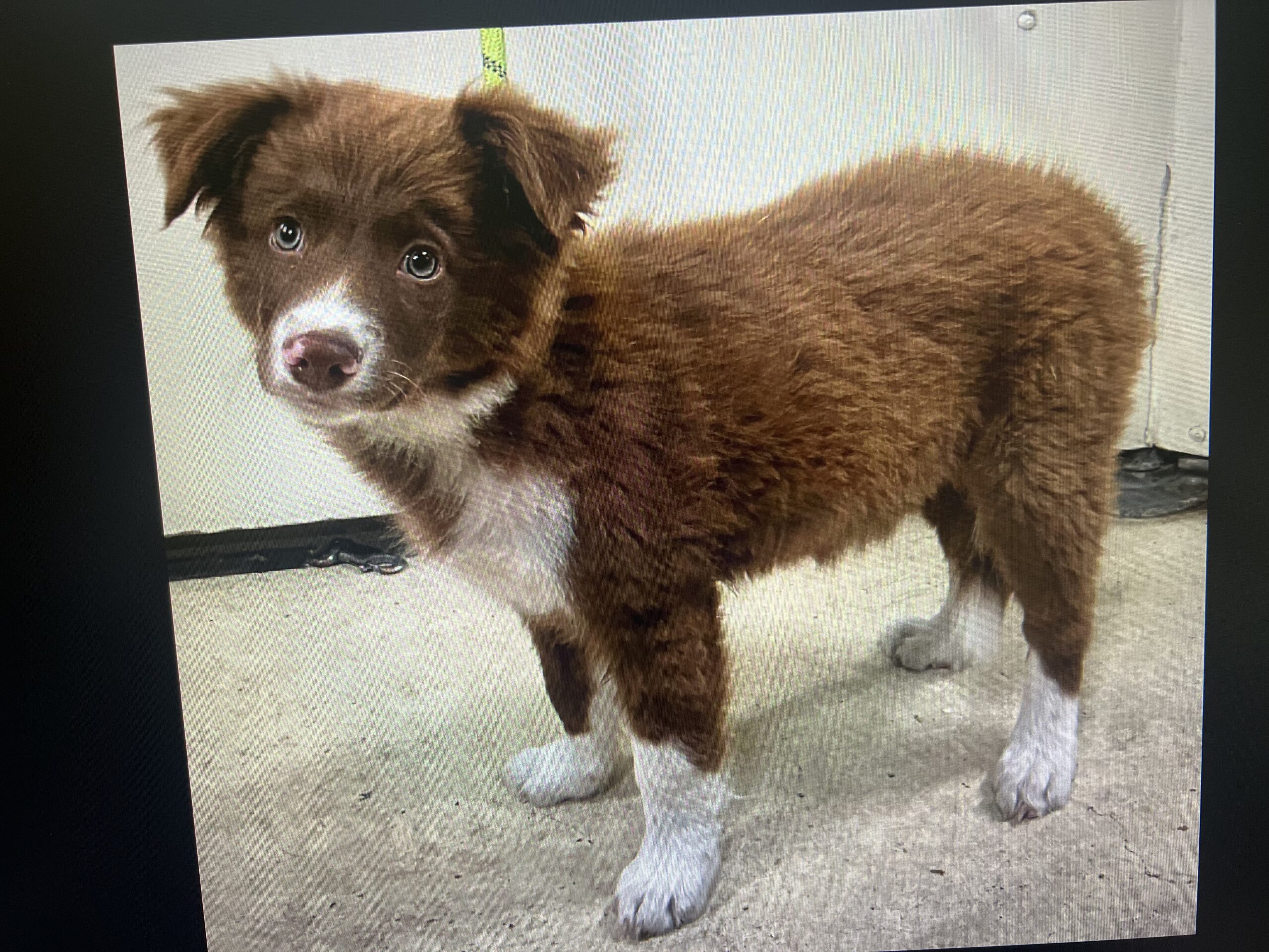 Pet Bites- Dog Bites - Image 11