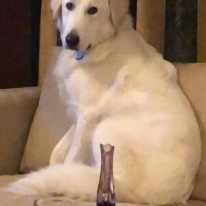 Pet Bites- Dog Bites - Image 12