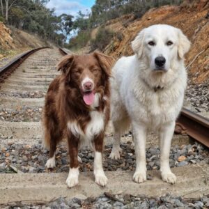 Pet Bites- Dog Bites