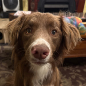 Pet Bites- Dog Bites - Image 8