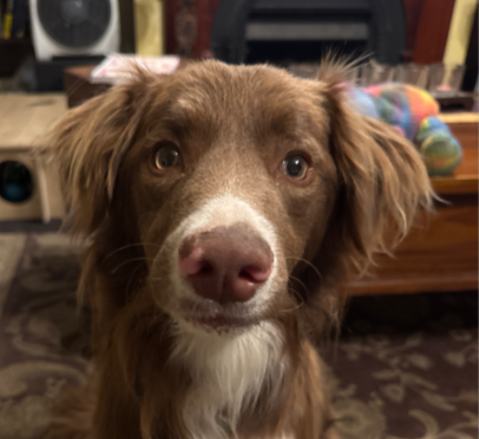 Pet Bites- Dog Bites