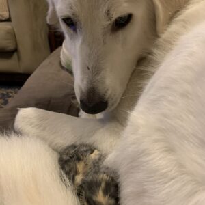 Pet Bites- Dog Bites - Image 10