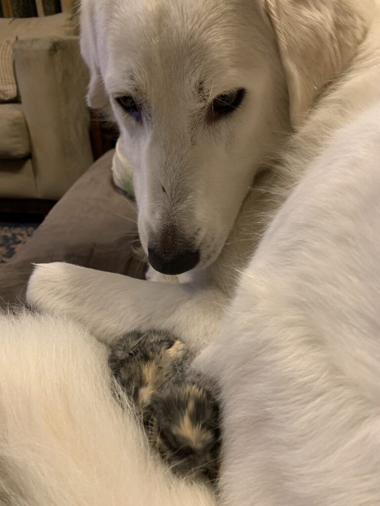Pet Bites- Dog Bites