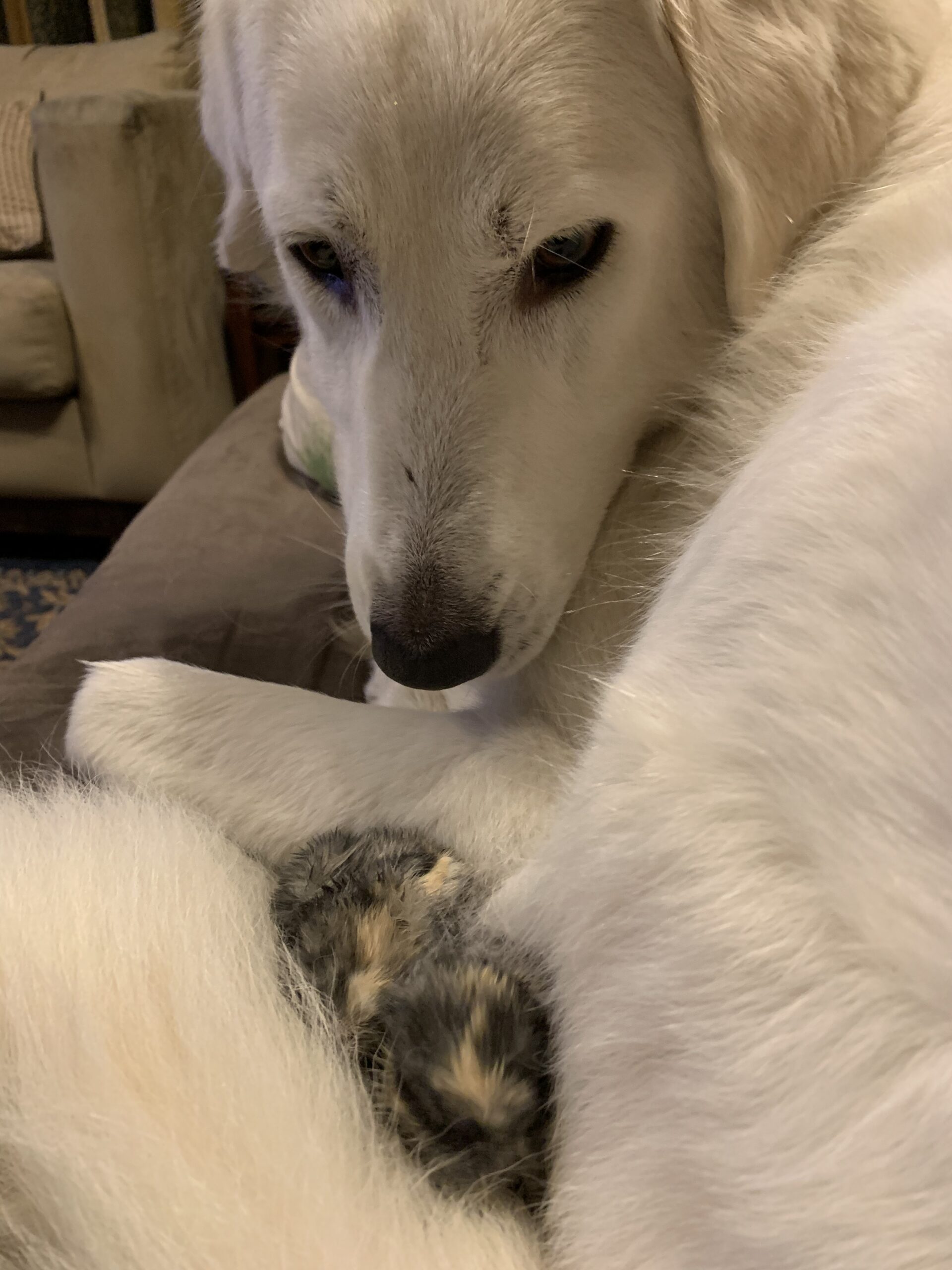 Pet Bites- Dog Bites - Image 10