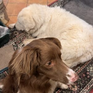 Pet Bites- Dog Bites - Image 6