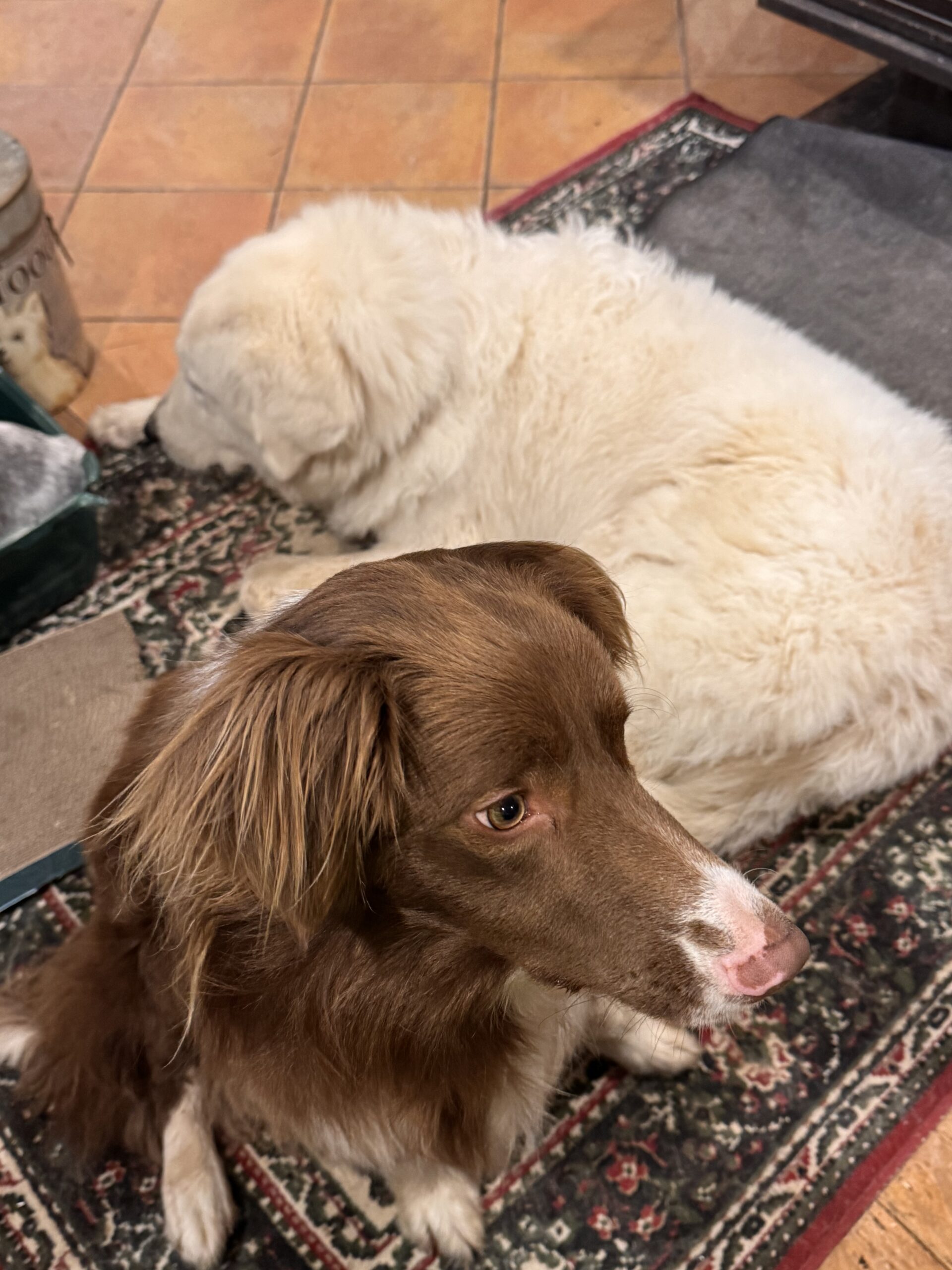 Pet Bites- Dog Bites - Image 6
