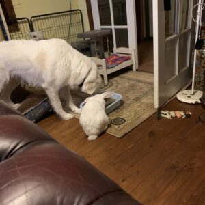 Pet Bites- Dog Bites - Image 5