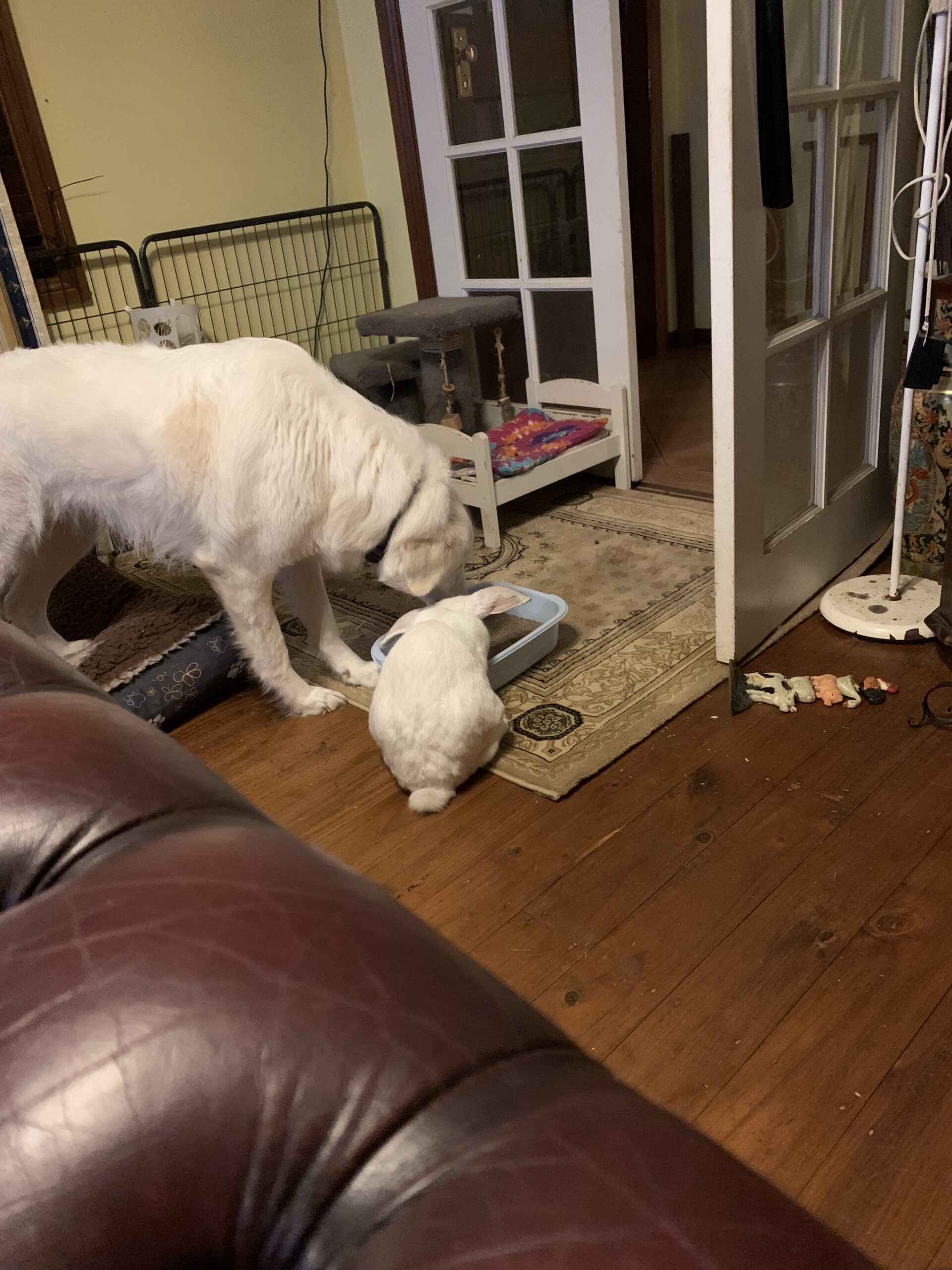 Pet Bites- Dog Bites - Image 5