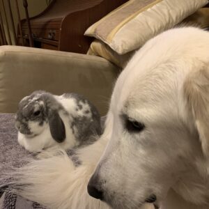 Pet Bites- Dog Bites - Image 4